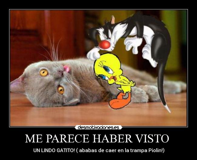 ME PARECE HABER VISTO  - 