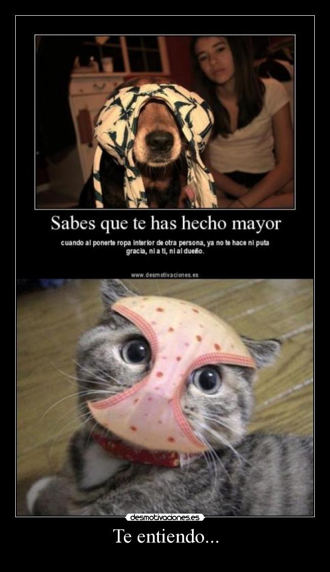 Te entiendo... - 