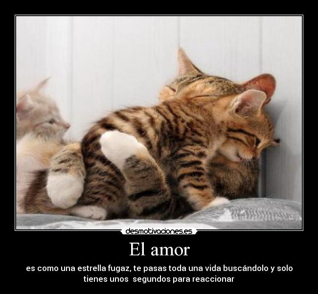 El amor - 