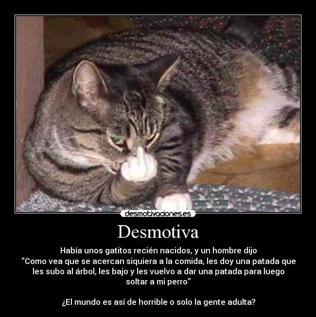 carteles gatos gatitos recien nacidos patada perro desmotivaciones