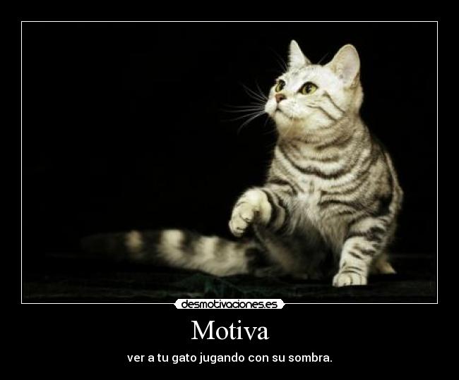 Motiva - 