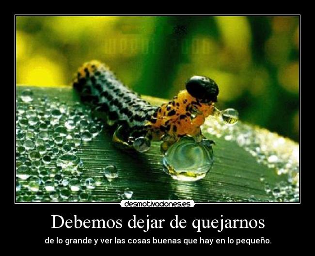 Debemos dejar de quejarnos - de lo grande y ver las cosas buenas que hay en lo pequeño.