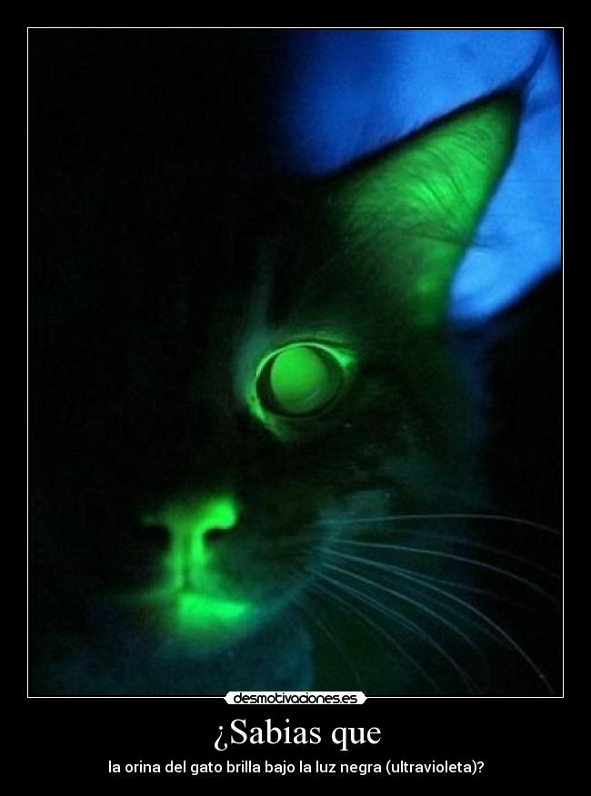¿Sabias que - la orina del gato brilla bajo la luz negra (ultravioleta)?