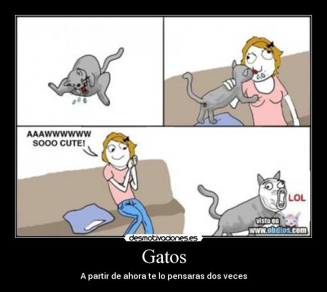 Gatos -