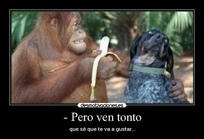 - Pero ven tonto - 