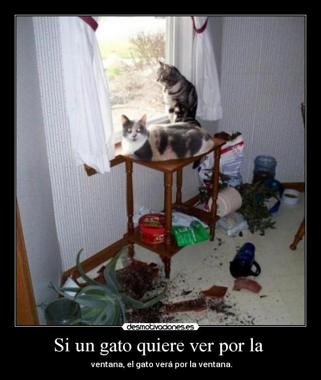Si un gato quiere ver por la  - 