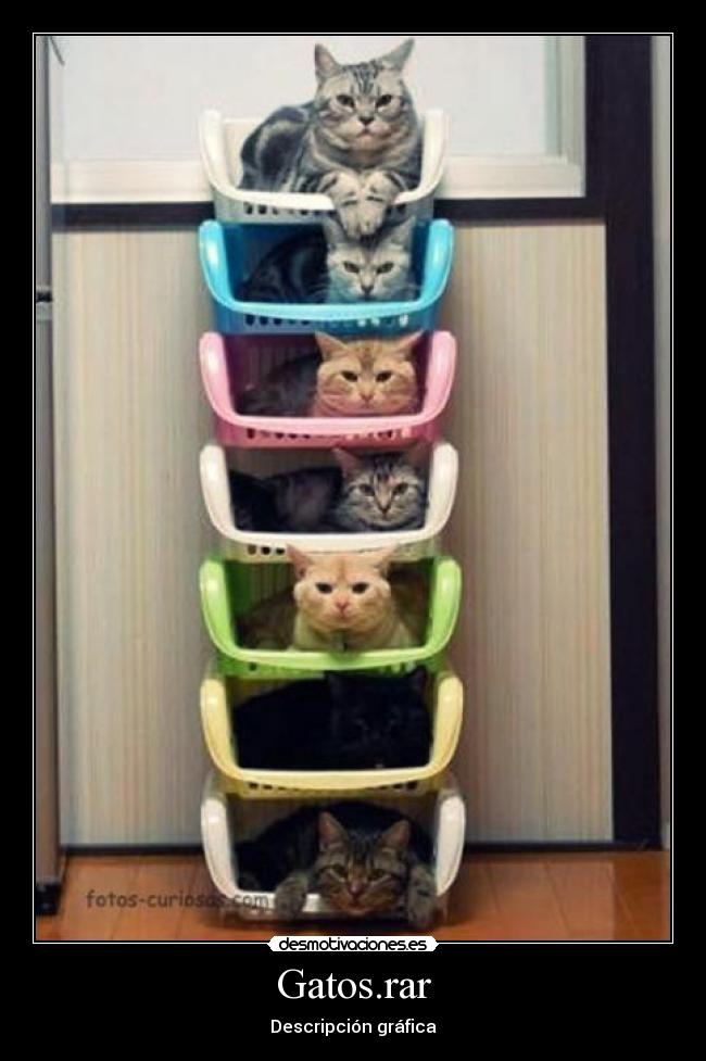 Gatos.rar - 