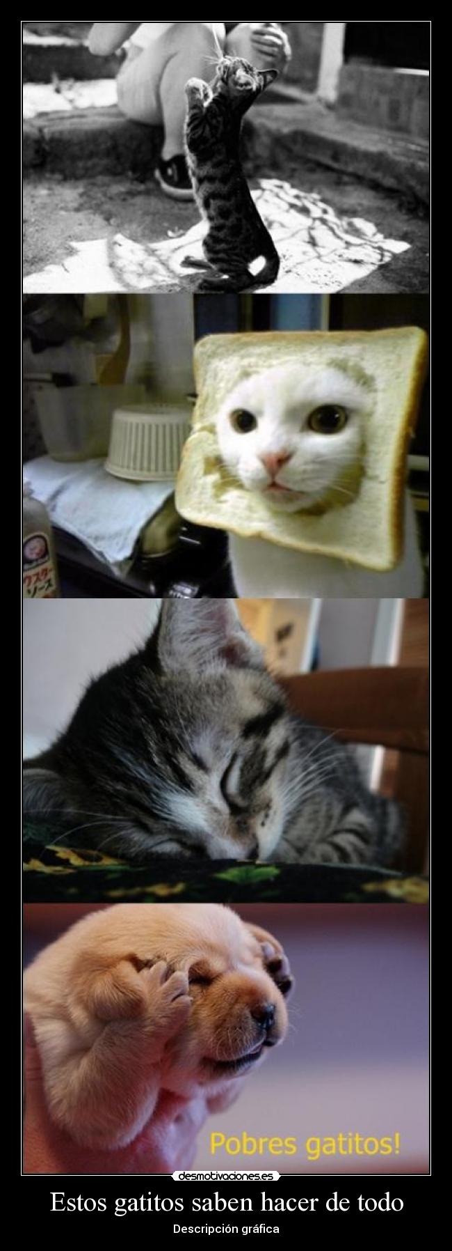 Estos gatitos saben hacer de todo - Descripción gráfica