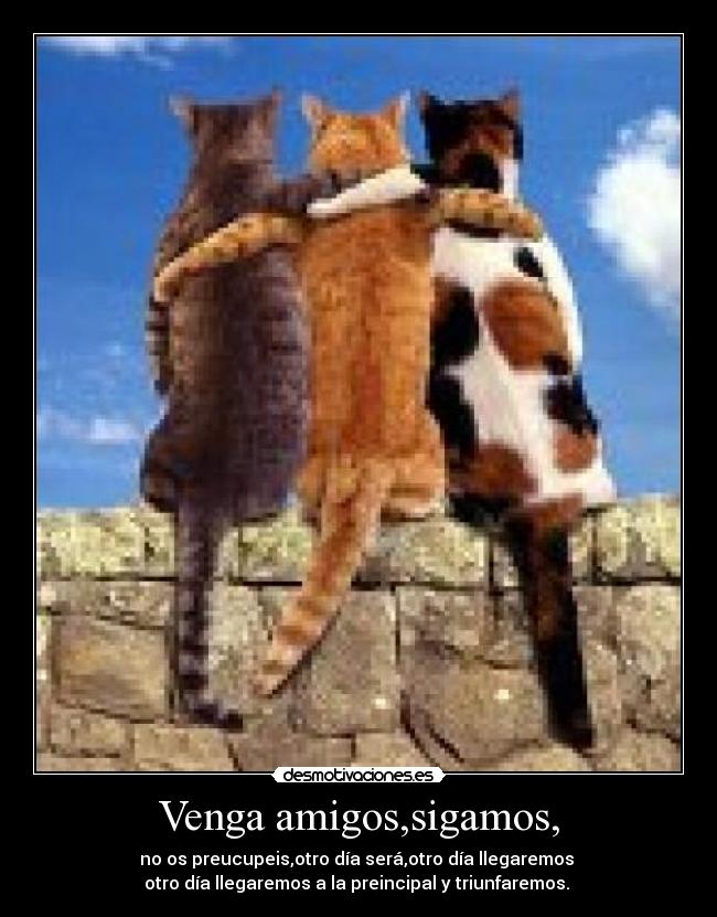 carteles gatos desmotivaciones