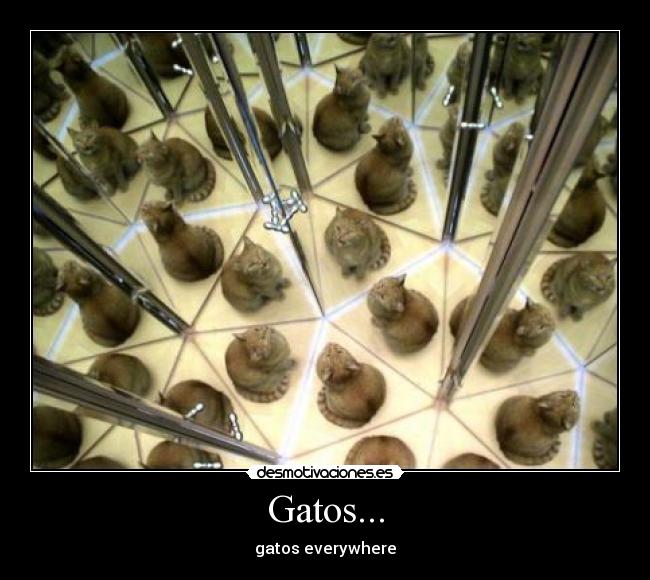 Gatos... - 