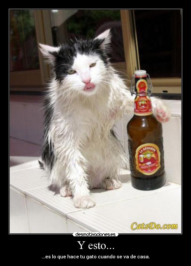 Y esto... - ...es lo que hace tu gato cuando se va de casa.