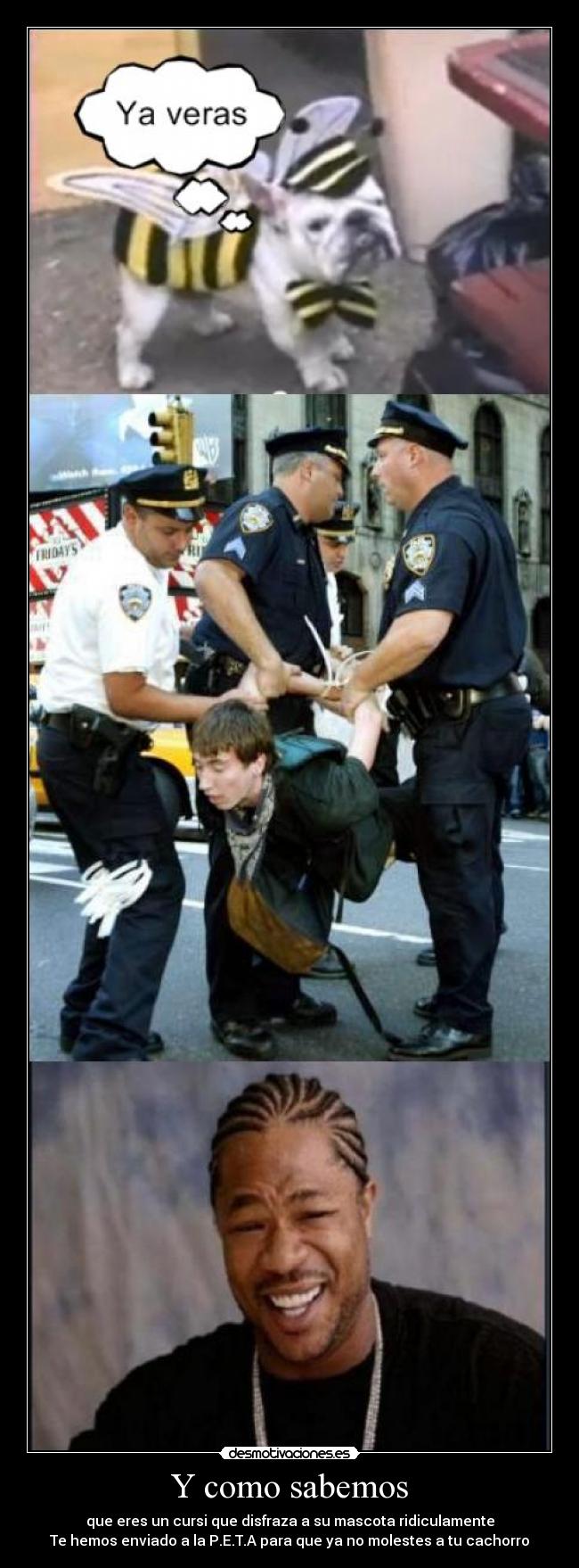 Y como sabemos - que eres un cursi que disfraza a su mascota ridiculamente
Te hemos enviado a la P.E.T.A para que ya no molestes a tu cachorro