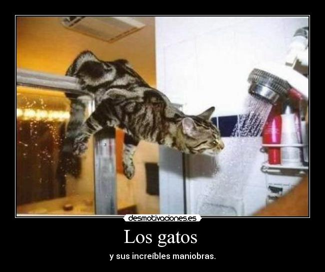 carteles gatos gato gata follar flam desmotivaciones