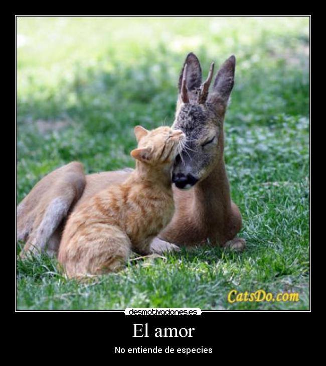 El amor - 