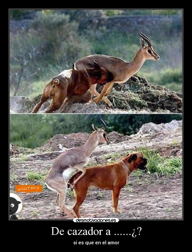 De cazador a ......¿? - 