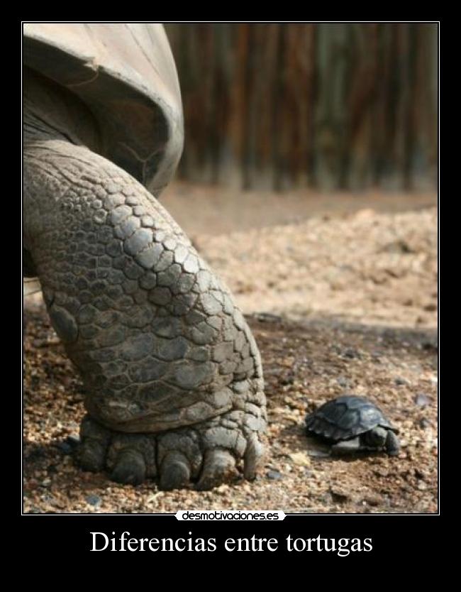 carteles dannyesku99 desmotivaciones