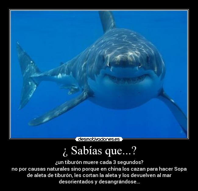¿ Sabías que...? - ¿un tiburón muere cada 3 segundos?
no por causas naturales sino porque en china los cazan para hacer Sopa
de aleta de tiburón, les cortan la aleta y los devuelven al mar
desorientados y desangrándose...