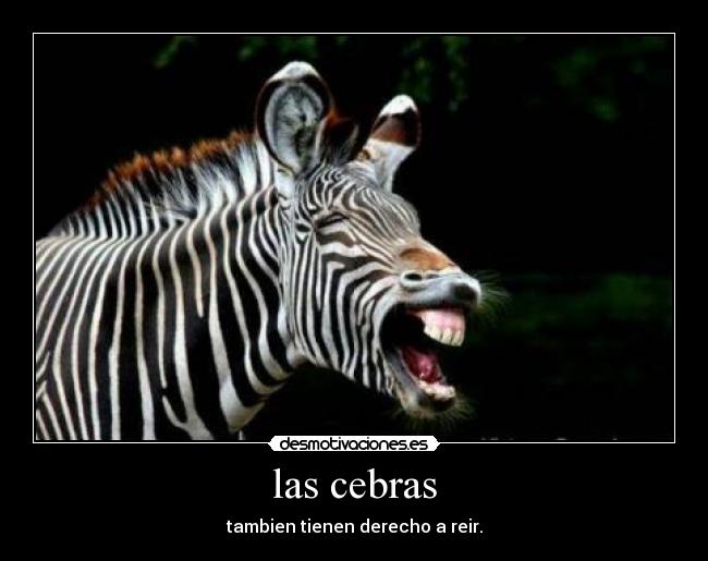 las cebras -
