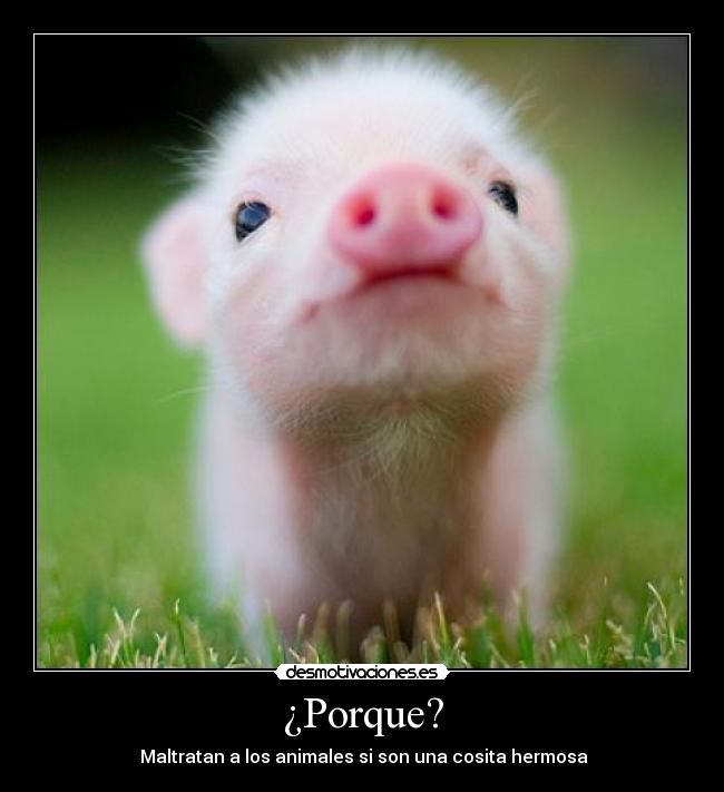 ¿Porque? - Maltratan a los animales si son una cosita hermosa