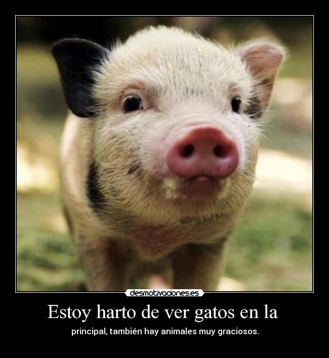 Estoy harto de ver gatos en la -