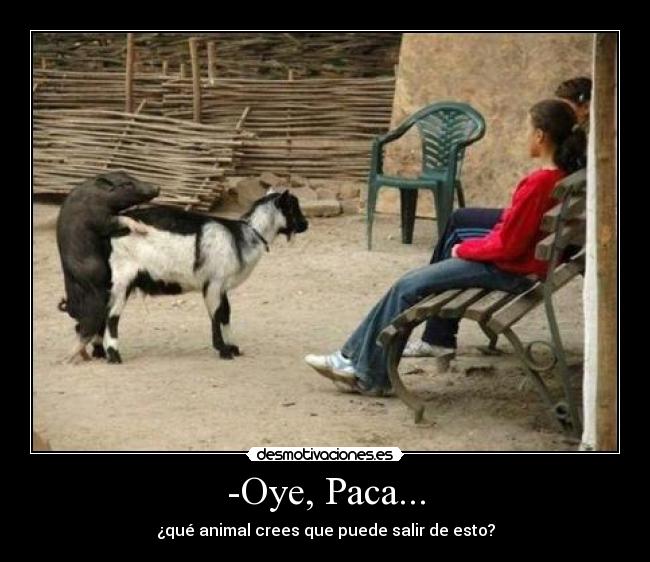 carteles paca desmotivaciones