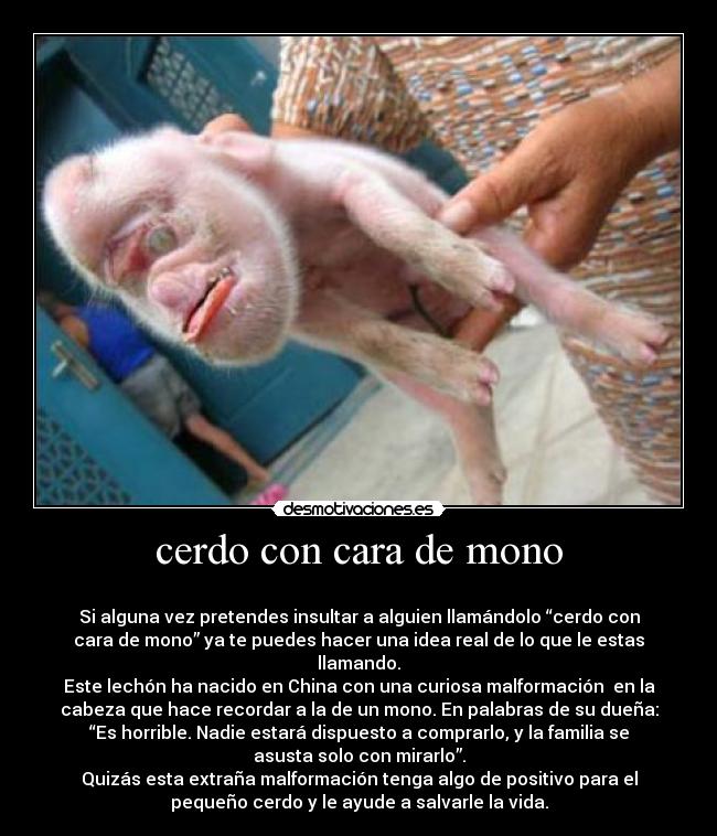 cerdo con cara de mono -