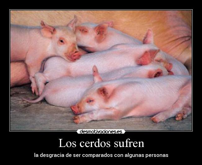 Los cerdos sufren -