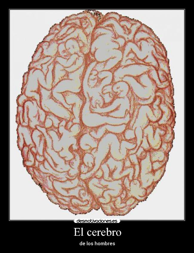 El cerebro - de los hombres
