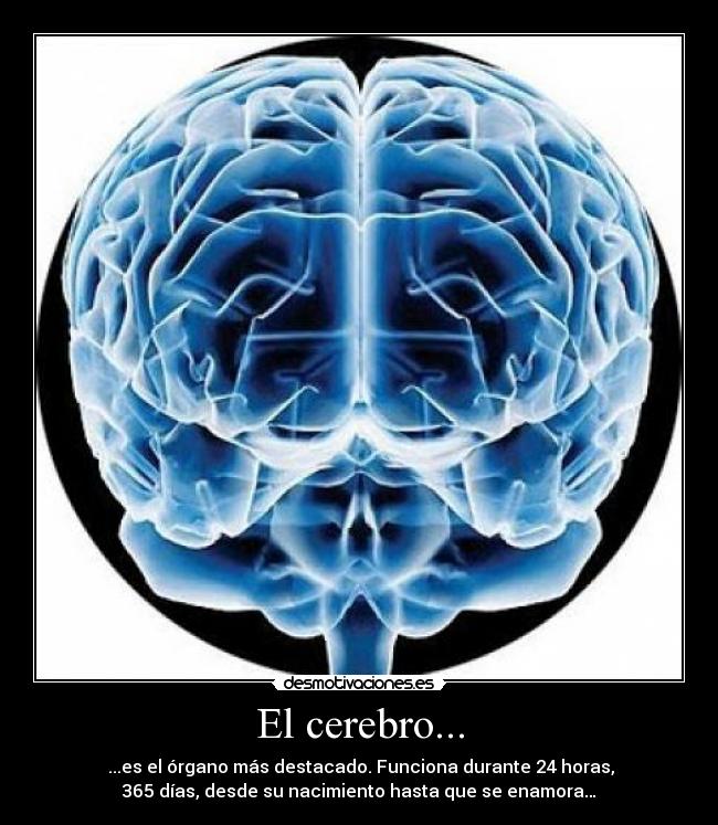 El cerebro... -