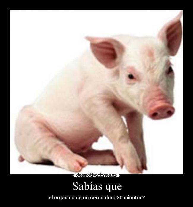 Sabías que - el orgasmo de un cerdo dura 30 minutos?