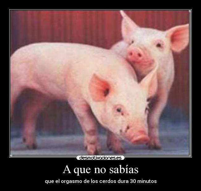 A que no sabías - que el orgasmo de los cerdos dura 30 minutos