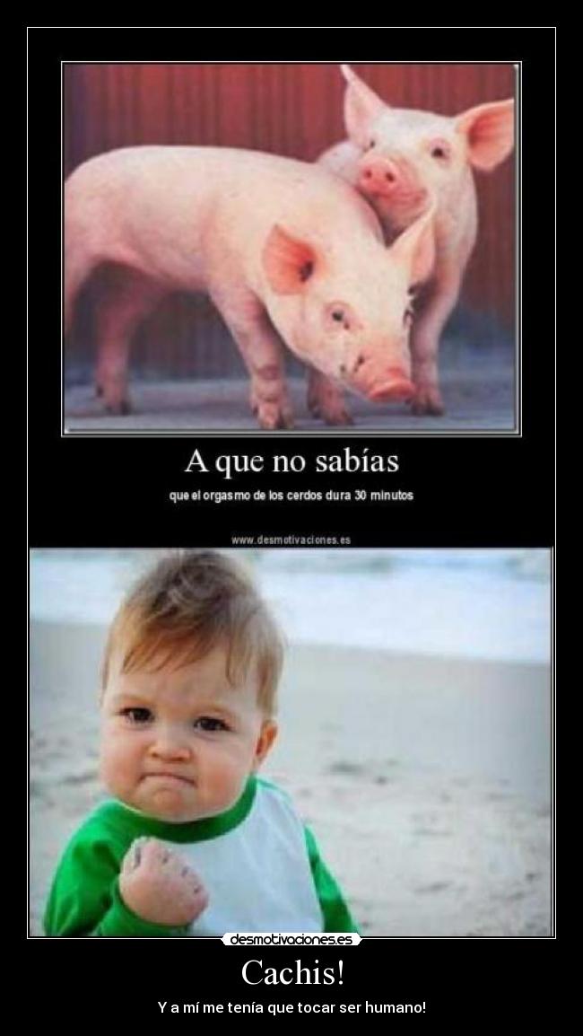 Cachis! - 