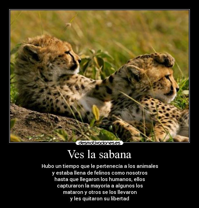 Ves la sabana - Hubo un tiempo que le pertenecía a los animales
y estaba llena de felinos como nosotros
hasta que llegaron los humanos, ellos
capturaron la mayoría a algunos los
mataron y otros se los llevaron
y les quitaron su libertad