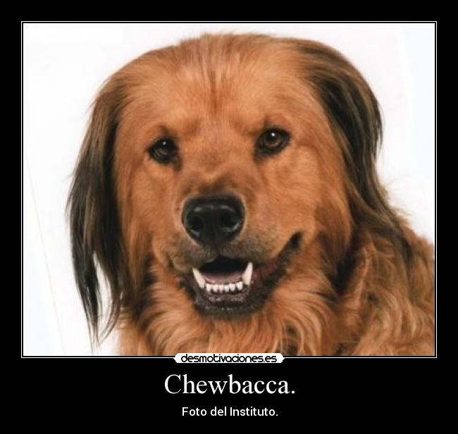 Chewbacca. - 