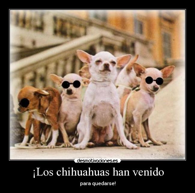 ¡Los chihuahuas han venido - para quedarse!