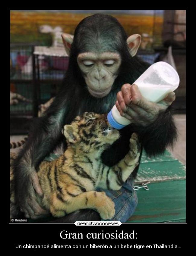 carteles chimpance bebe tigre desmotivaciones
