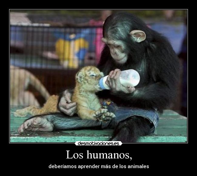 Los humanos, - deberíamos aprender más de los animales