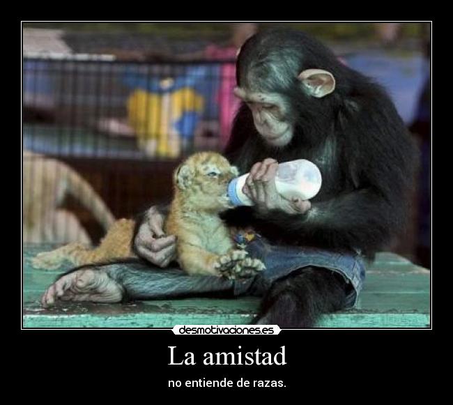 La amistad - no entiende de razas.