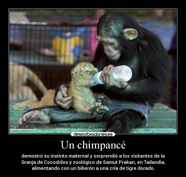 carteles chimpance desmotivaciones