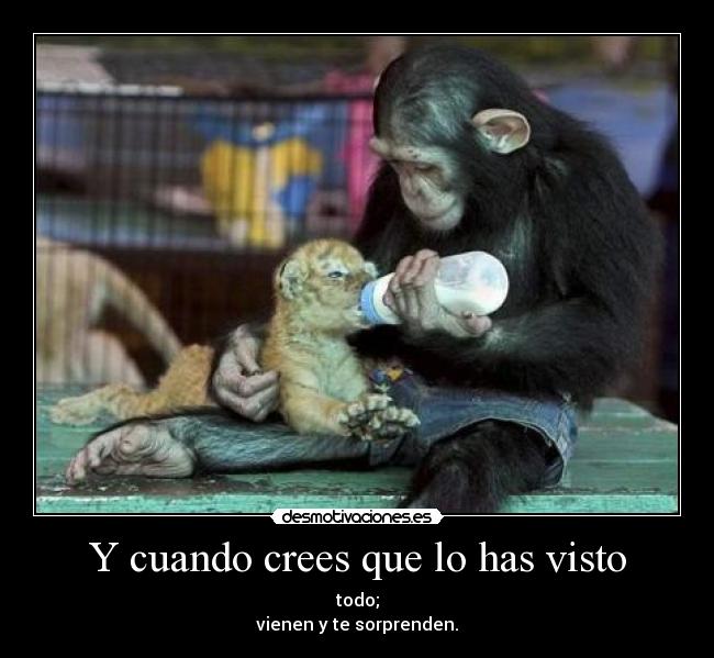 carteles tigre mono desmotivaciones