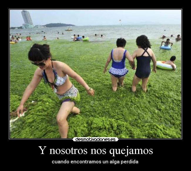 Y nosotros nos quejamos - cuando encontramos un alga perdida