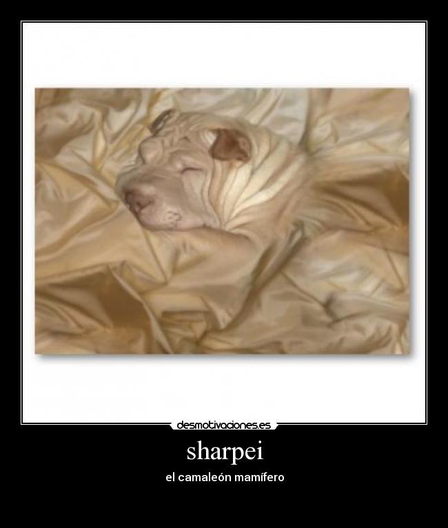sharpei -