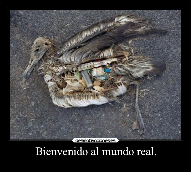Bienvenido al mundo real. -