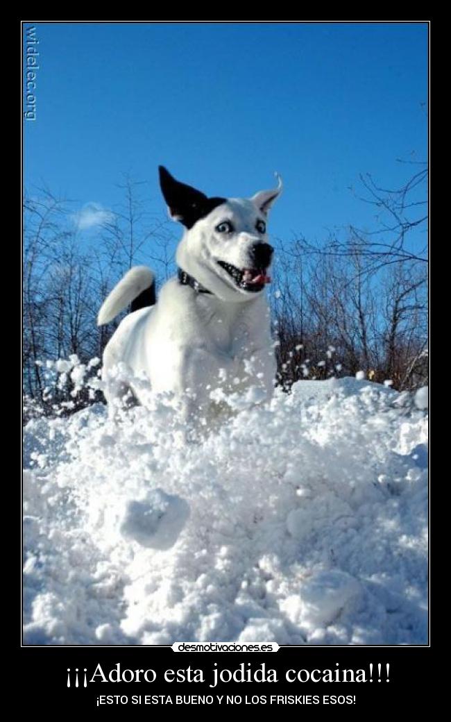 ¡¡¡Adoro esta jodida cocaina!!! - 