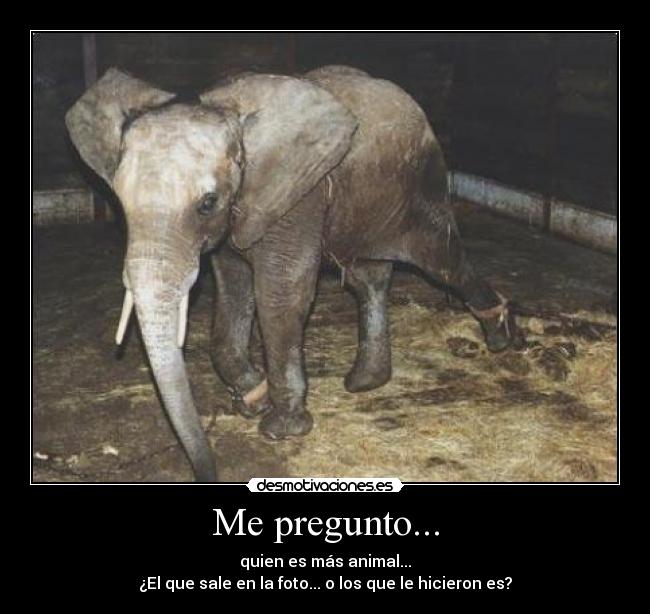 Me pregunto... - quien es más animal...
¿El que sale en la foto... o los que le hicieron es?