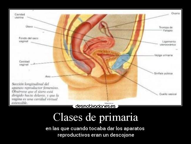 carteles clases primaria desmotivaciones