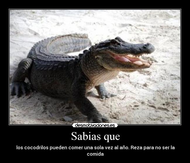 carteles cocodrilos desmotivaciones