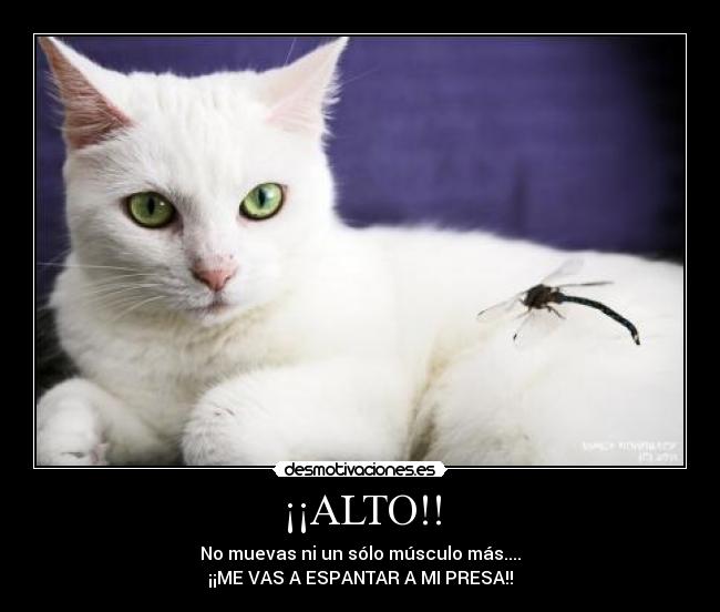 carteles alto desmotivaciones