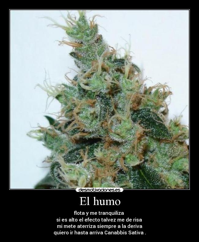 El humo - flota y me tranquiliza
si es alto el efecto talvez me de risa
mi mete aterriza siempre a la deriva
quiero ir hasta arriva Canabbis Sativa .