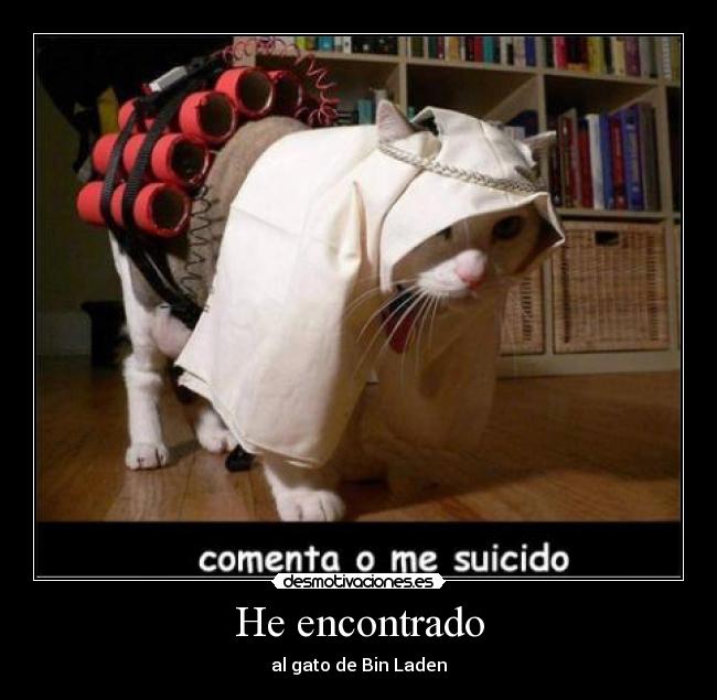 He encontrado - al gato de Bin Laden